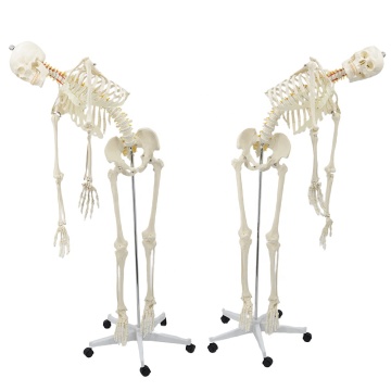 Life Size Human Skeleton Model FRT001-1 with Flexible Spine