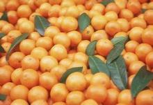 Healthy Orange Skin chinese herbal pharmacy Hesperidin 95%