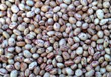 Chinese Round Kidney Beans