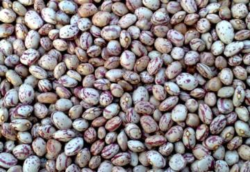 Chinese Round Kidney Beans