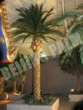 4m Artificial preserved canary palm tree