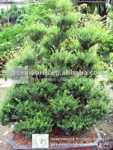 Syzygium buxifolium old trees