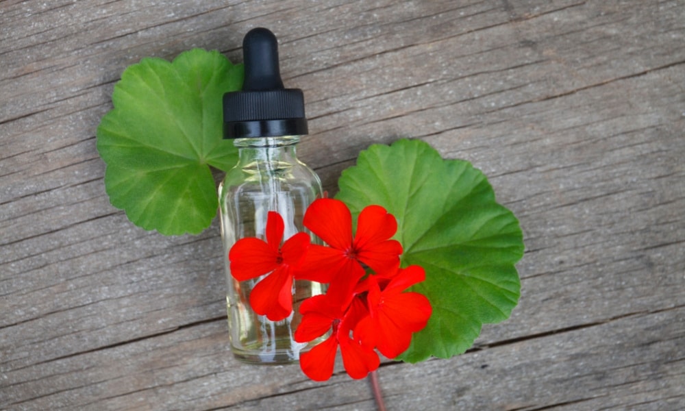100% Pure natural organic geranium essential oil