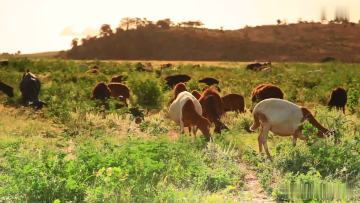 Winter new women's turtleneck wine red sleeveless fashion cashmere women sleeveless pullover sweater