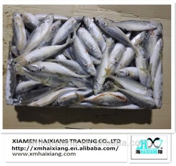 Frozen yellow tail horse mackerel fish