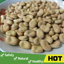 Broad beans fava beans price