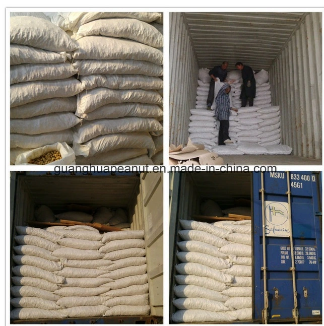 New Crop Raw Peanut in Shell Shandong