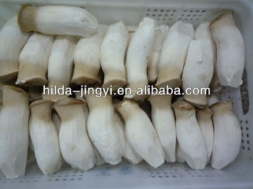 Fresh Pleurotus eryngii mushroom