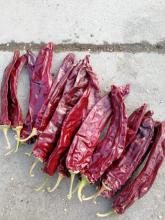 10000 SHU chili powder