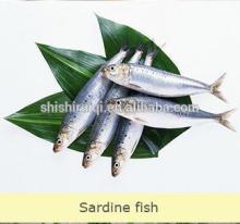 FROZEN SARDINE FOR TUNA BAIT