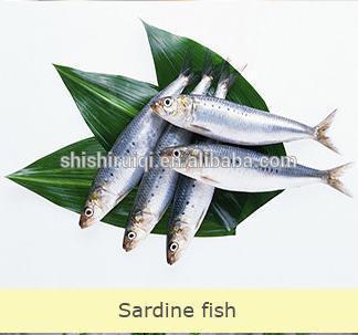 FROZEN SARDINE FOR TUNA BAIT