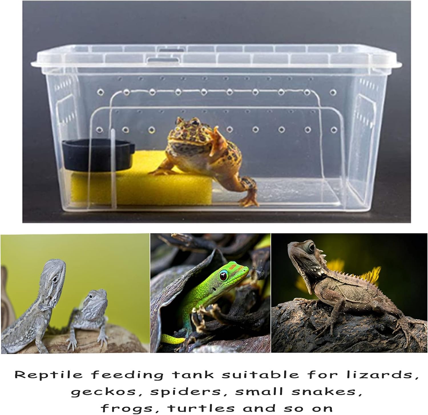 Transparent Reptile Feeding And Breeding Box - Portable Plastic Habitat ...