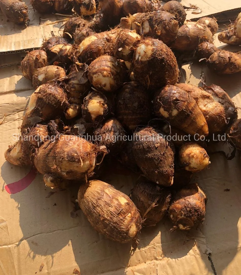 High Quality Fresh Taro From China