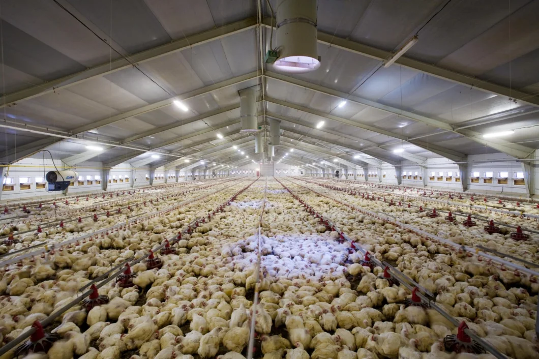 Humidity/Dust Proof Poultry House Lighting for Poultry Farm