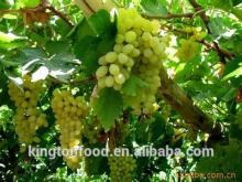 2015 seedless sweet dried raisin (green / brown / golden)