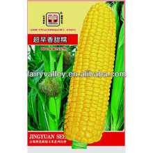 Chinese Excellent Quality Hybrid F1 Yellow Glutinous Corn Seed For Cultivation