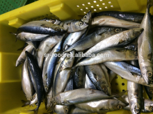 Pacific Mackerel fish