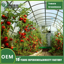 High Yield Tomato Greenhouse
