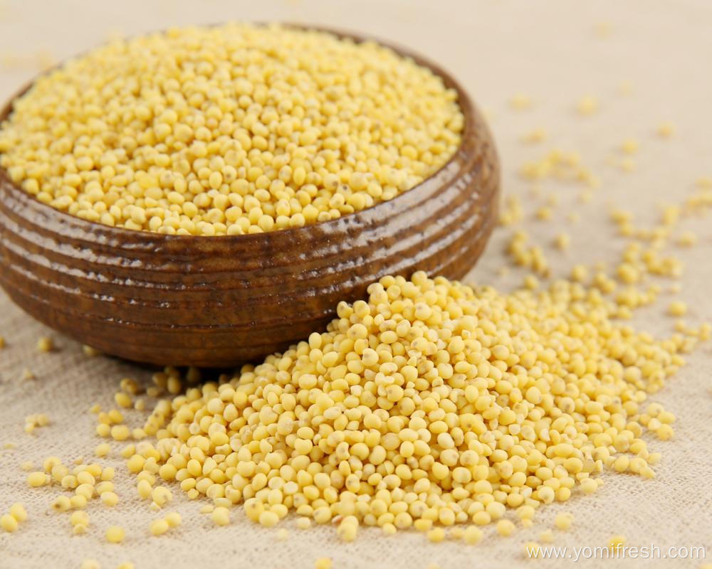 Proso Millet Gluten Free