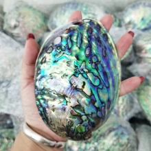Cystar Best Price New Zealand Polished Paua Abalone Shell In Stock