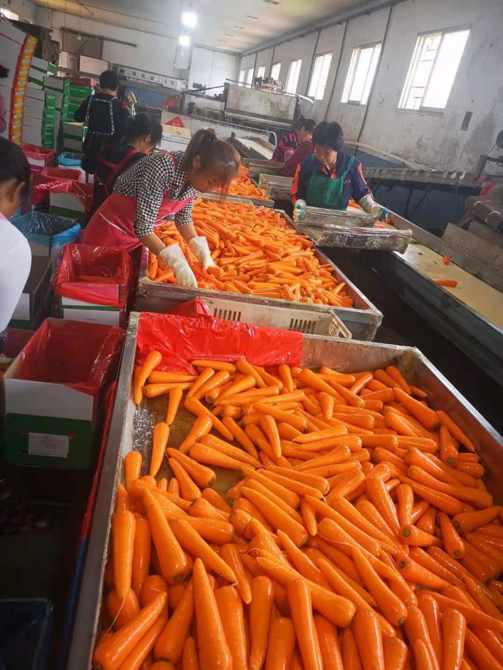 Carrot Factory1