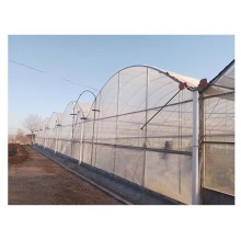 Multispan Greenhouse for Strawberries, Grapes, and Raspberries