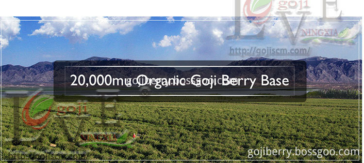 Goji Berries Anti-aging Fruits base