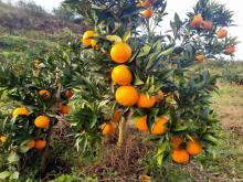 Sweety Fresh New Crop Navel Orange