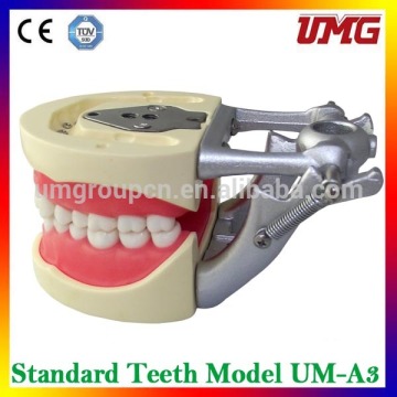 Orthodontic Study Demonstration Model Teeth Dental Adult Standard Typodont