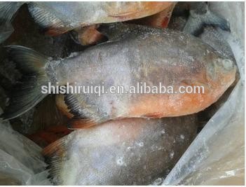 chinese farmed whole round frozen red pomfret
