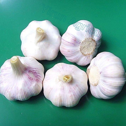 Normale weiße Knoblauch von 2018 Ernten