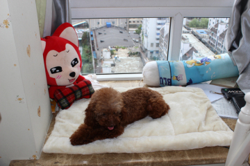 2015 new styles four poster dog bed for small dog