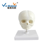 Life Size The model of fetus skull