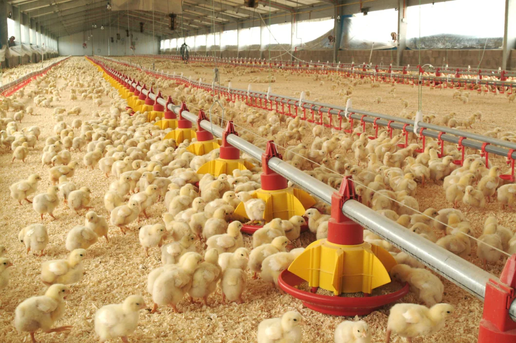 Supper High Lighting Efficiency Poultry Bulbs Design for Poultry Application