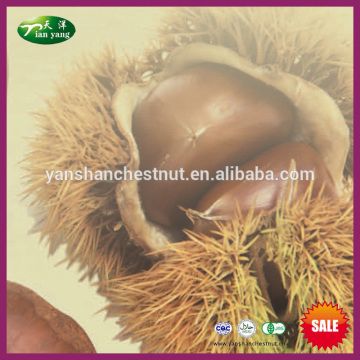 2015 New Crop Organic Harvesting Chinese Fresh Chestnuts