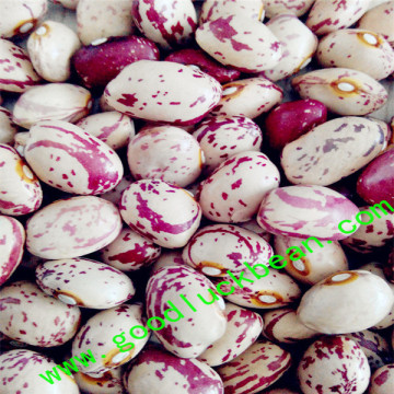 America round shape kidney beans