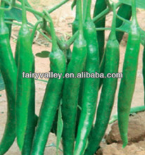 Light Green Chili peppers Seeds For Planting-The Famous Chinese Hangzhou Pepper