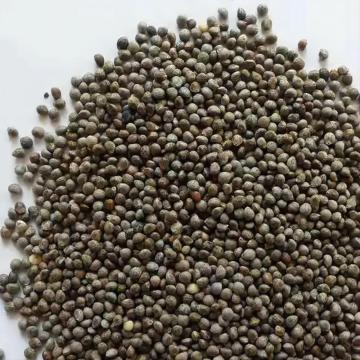 Perilla Seed Dark Gray