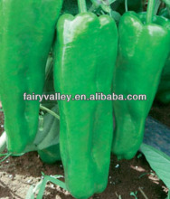 Growing High Yield Bell Peppers From Seed-First 401(Bell Pepper Seeds)