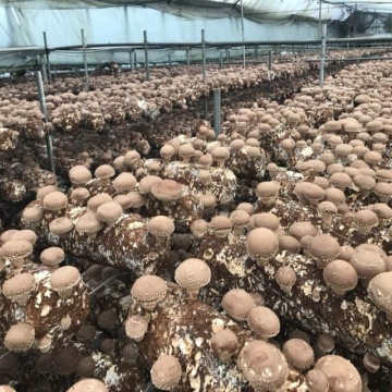 Factory grow mushroom shiitake mushroom bags growing