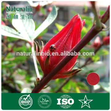 Dried Hibiscus flower extract powder