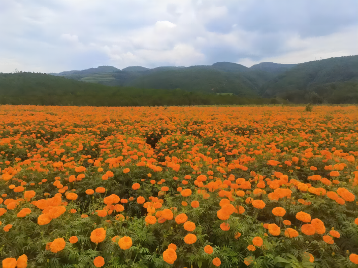 Marigold Flower