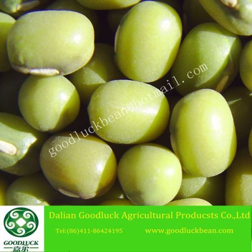 Green Mung Bean Sprout