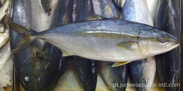 peixe de cauda amarela congelado para venda