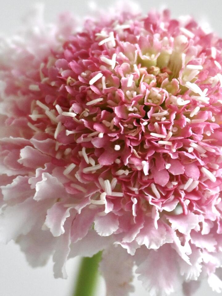 مغرفة سكابيوزا مارشميلو Scabiosa Marshmallow Scoop