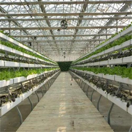 Greenhouse Vertical hydroponic growing systems for lettuce