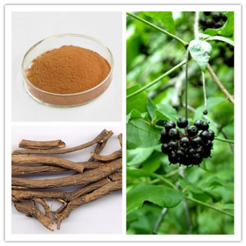 Natural Medicine Immune Support / Depression & insomnia & stress Siberian Ginseng Extract Eleutherosides