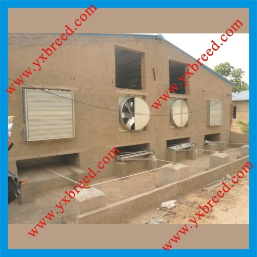 Automatic Manure Removal System for Poultry Layer House