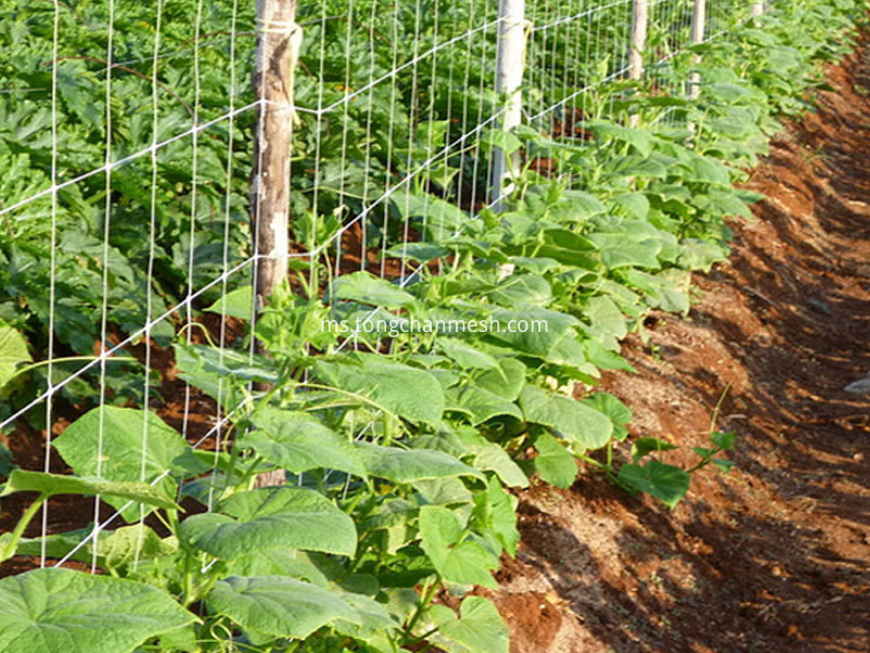 Trellis Netting