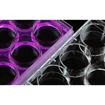Placas de cultivo celular EDGE de 6 pocillos